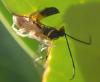 Campopleginae inconnu